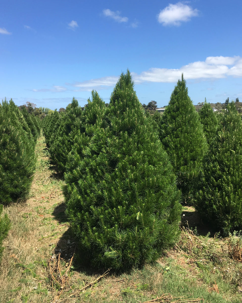 Fresh Christmas Trees Malvern Xmas Trees